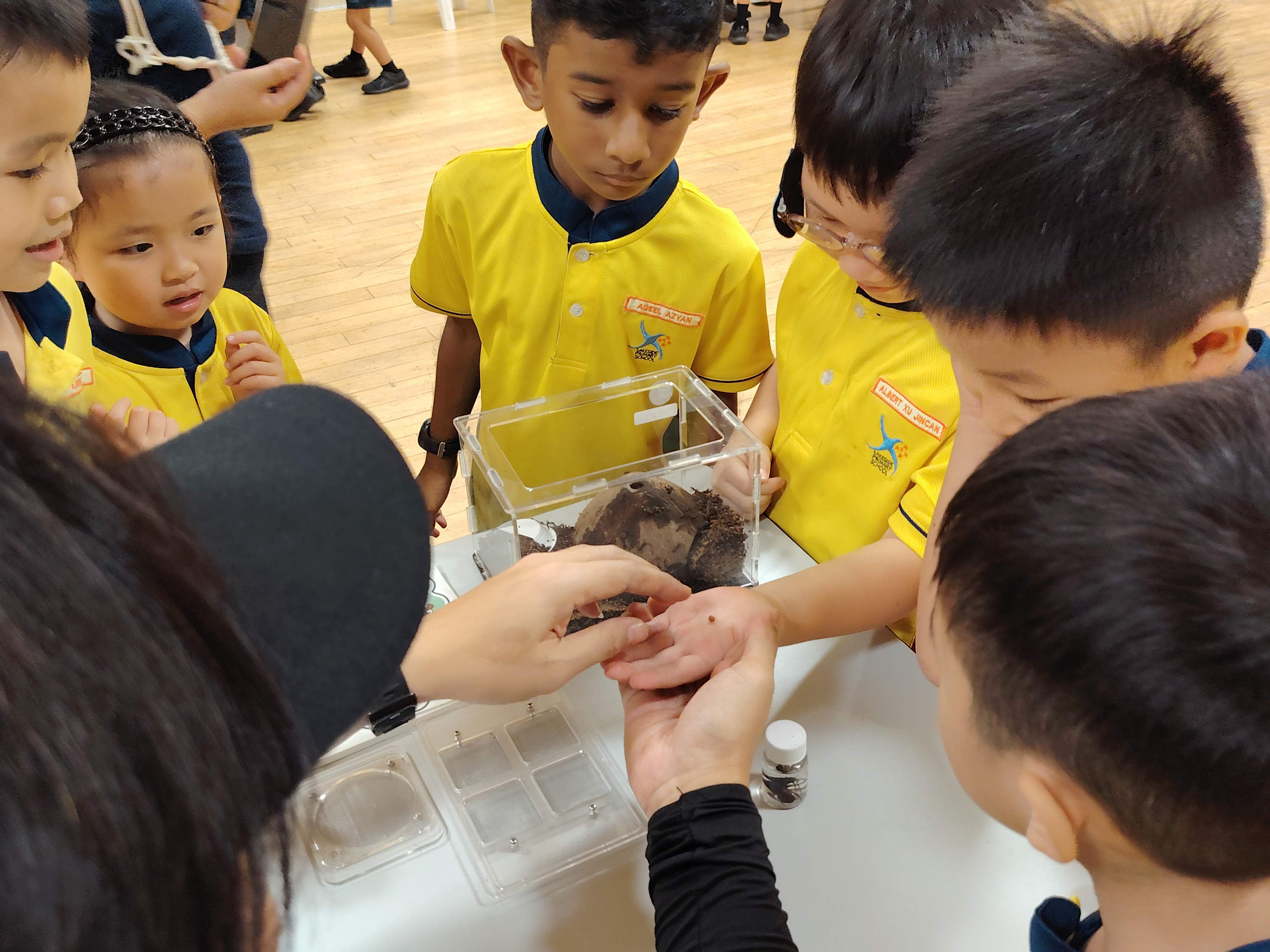 P1 students have a chance to get up close with an isopod, which are used to feed ants